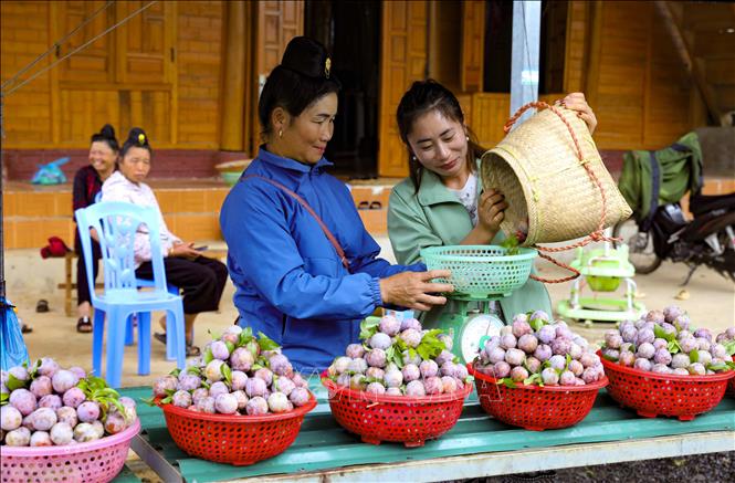 Giá mận đầu mùa cao gần gấp đôi so với những năm trước. Ảnh: Xuân Tư - TTXVN