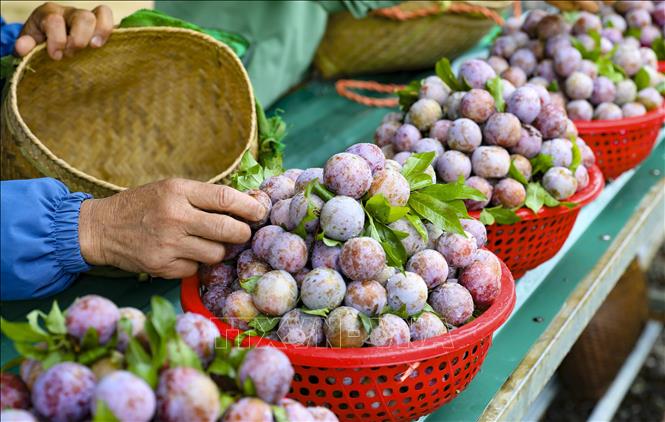Những rổ mận quả chín căng mọng. Ảnh: Xuân Tư - TTXVN
