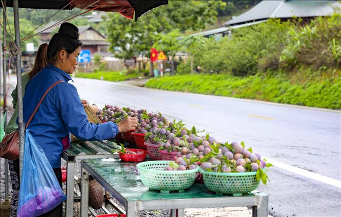 Giá mận đầu mùa cao gần gấp đôi so với những năm trước. Ảnh: Xuân Tư - TTXVN