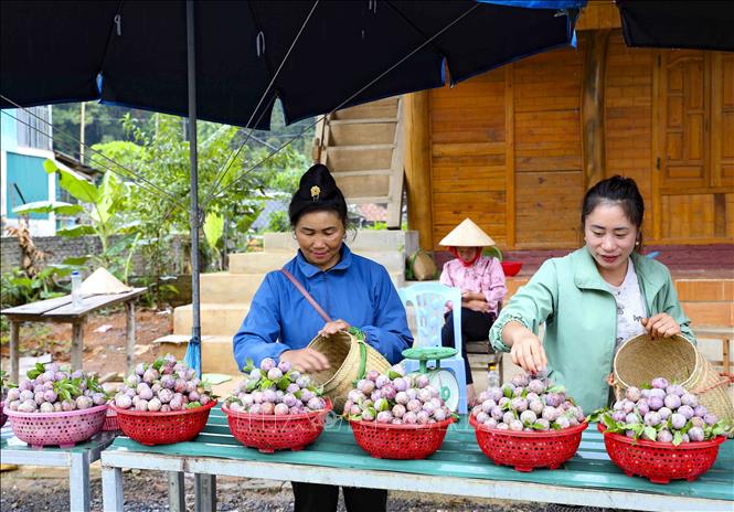 Những rổ mận vừa hái xong được người dân bày bán bên Quốc lộ 279. Ảnh: Xuân Tư - TTXVN