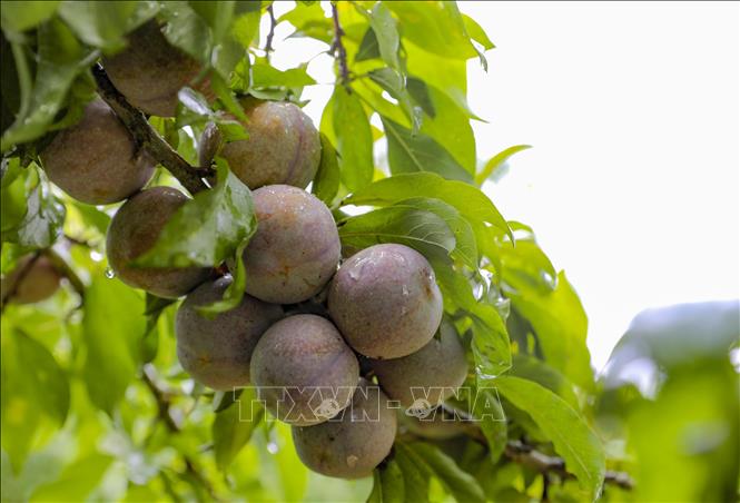 Những chùm mận căng mọng chờ thu hoạch. Ảnh: Xuân Tư - TTXVN