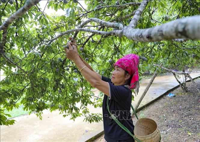  Người dân bản Phiêng Ban, xã Nà Tấu thu hái mận. Ảnh: Xuân Tư - TTXVN
