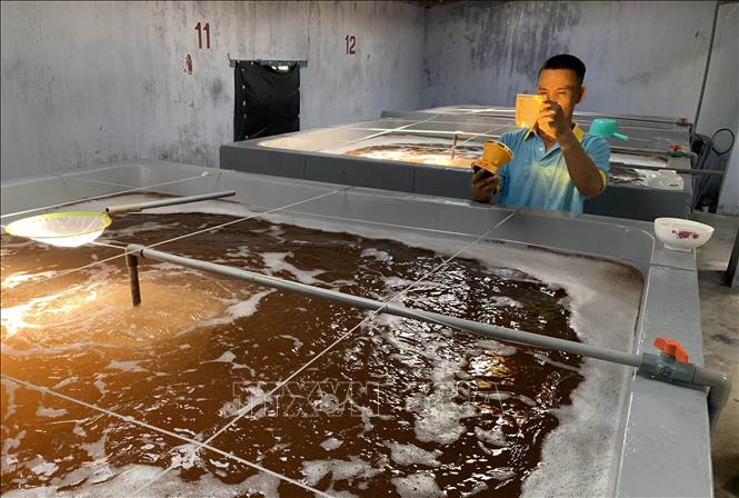 Nhân viên kỹ thuật của Cơ sở sản xuất tôm giống ở Nhơn Hải (Ninh Hải, Ninh Thuận) kiểm tra quy trình, chất lượng tôm trước khi xuất đóng. Ảnh: TTXVN phát
