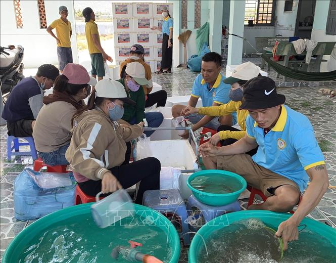 Đóng tôm chuyển về các cơ sở nuôi tôm ở miền Tây tại Cơ sở sản xuất tôm giống ở Nhơn Hải (Ninh Hải, Ninh Thuận). Ảnh: TTXVN phát