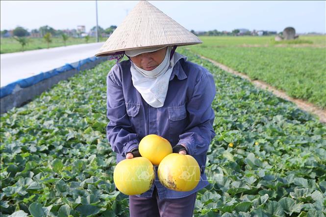 Vụ dưa năm 2024 được mùa, quả to, dáng đẹp, giá cả tốt nên người trồng dưa rất vui mừng. Ảnh: Công Luật-TTXVN