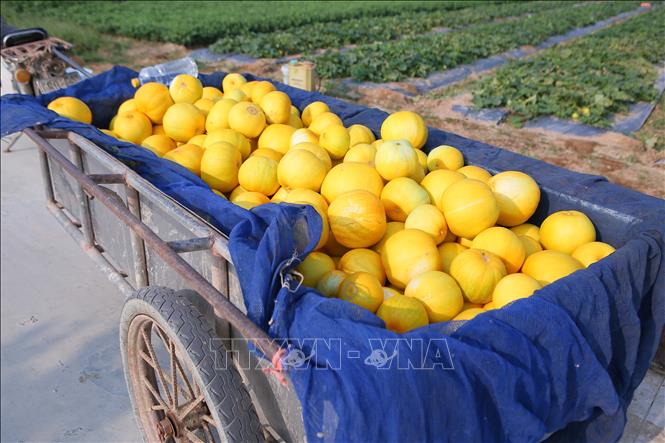 Dưa hồng được người dân vận chuyển lên xe để bán cho các thương lái. Ảnh: Công Luật-TTXVN
