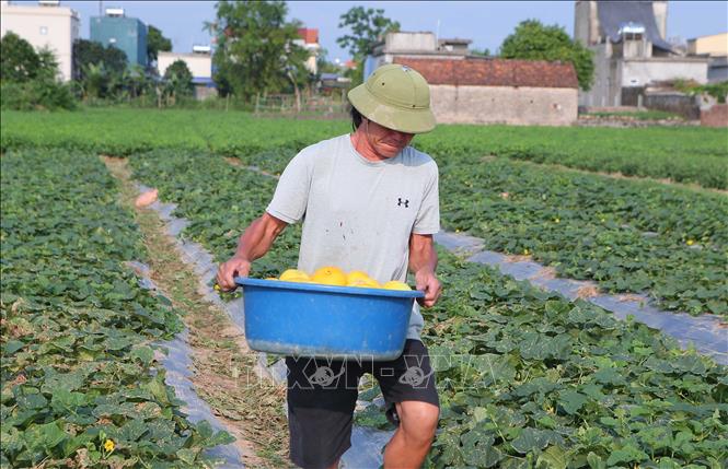 Người dân xã Nam Hùng (huyện Nam Trực, tỉnh Nam Định) chuyển dưa lên đầu bờ ruộng. Ảnh: Công Luật - TTXVN