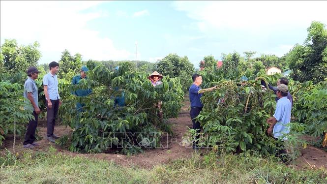Coffee growing brings high benefits to ethnic minority people in Sa Thay district. VNA Photo: Khoa Chương