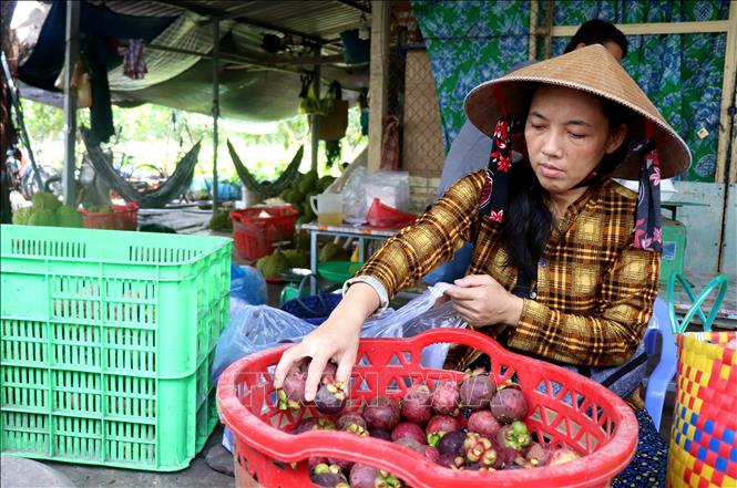 Số lượng măng cụt năm 2024 được thu mua không đủ cung ứng cho người bán. Ảnh: Thu Hiền - TTXVN

