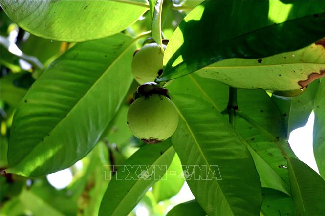 Trái măng cụt còn xanh. Ảnh: Thu Hiền - TTXVN