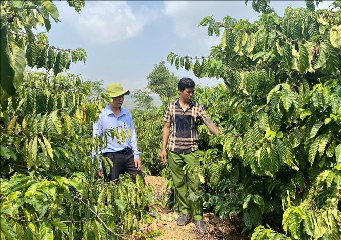 Ethnic minority people in Sa Thay district grow industrial crops to increase their incomes. VNA Photo: Khoa Chương