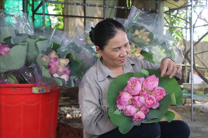 Qua bàn tay khéo léo của các chị làng Sen, những đoá sen quan âm, bách diệp được gấp cánh công phu, tỉ mỉ thành những bó hoa đẹp mĩ mãn. Ảnh: Bích Huệ  - TTXVN