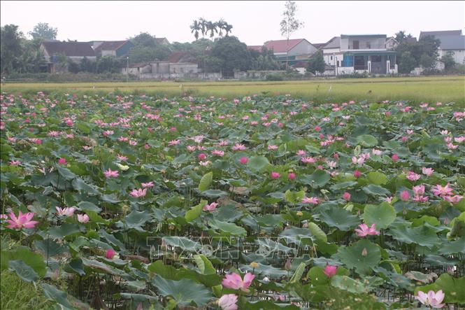 Những đầm sen ngát hương thơm trên quê hương Bác tạo thành điểm nhấn du lịch. Ảnh: Bích Huệ - TTXVN