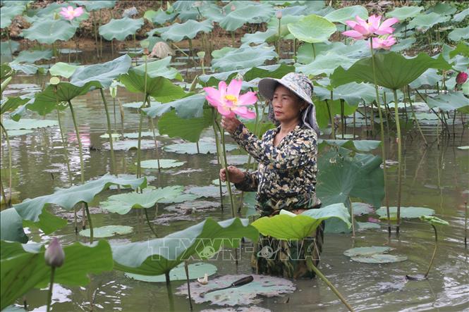Thời điểm này, nông dân trên địa bàn huyện Nam Đàn tất bật vào mùa thu hoạch hoa sen, phục vụ du khách về thăm quê Bác. Ảnh: Bích Huệ - TTXVN
