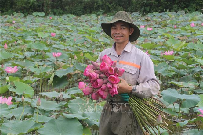 Thời điểm này, nông dân trên địa bàn huyện Nam Đàn tất bật vào mùa thu hoạch hoa sen, phục vụ du khách về thăm quê Bác. Ảnh: Bích Huệ - TTXVN