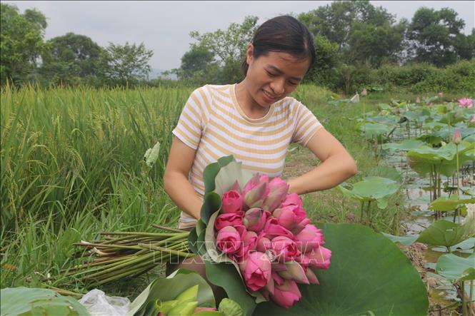 Không chỉ bán hoa sen, đài sen, hạt sen, các bộ phận khác của cây sen như tâm, nhụy, lá, ngó, củ sen cũng có thể bán được, đem lại thu nhập cao cho nông dân. Ảnh: Bích Huệ - TTXVN