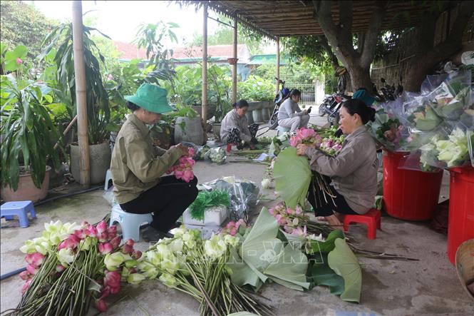 Không chỉ bán hoa sen, đài sen, hạt sen, các bộ phận khác của cây sen như tâm, nhụy, lá, ngó, củ sen cũng có thể bán được, đem lại thu nhập cao cho nông dân. Ảnh: Bích Huệ - TTXVN