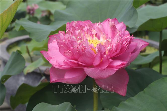 Một đóa sen quan âm đang nở rộ. Ảnh: Bích Huệ - TTXVN