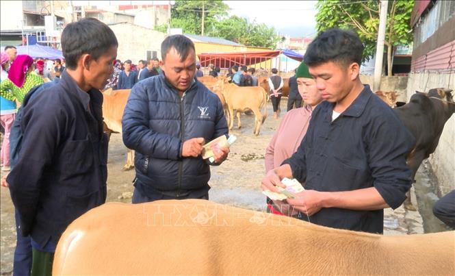 Buyers and traders at Meo Vac cow market. VNA Photo: Đức Thọ 