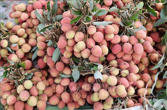 Vải thiều Đắk Lắk chín sớm khoảng 1 tháng so với vải thiều ở các tỉnh phía Bắc. Ảnh: Hoài Thu – TTXVN.