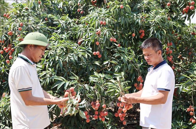 Nông dân Đắk Lắk thu hoạch vải thiều niên vụ 2023 – 2024. Ảnh: Hoài Thu – TTXVN