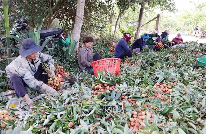 Nông dân xã Ea Sar (Ea Kar, Đắk Lắk) thu hoạch vải. Ảnh: Hoài Thu – TTXVN
