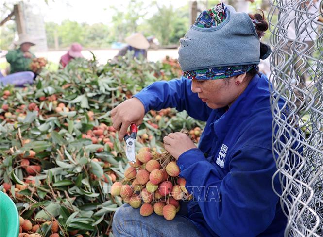 Lao động địa phương tại xã Ea Sar (Ea Kar, Đắk Lắk) kiếm thêm thu nhập trong mùa thu hoạch vải. Ảnh: Hoài Thu – TTXVN