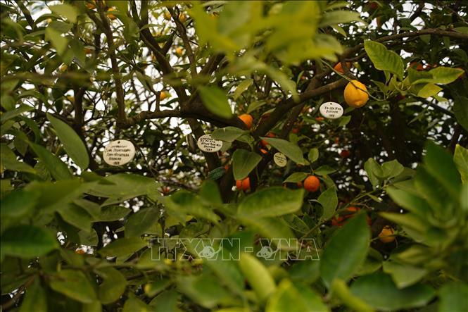 Trên một thân cây 45 loại quả khác nhau cùng đơm hoa kết trái. Ảnh: Duy Trinh - Pv TTXVN tại LB Nga