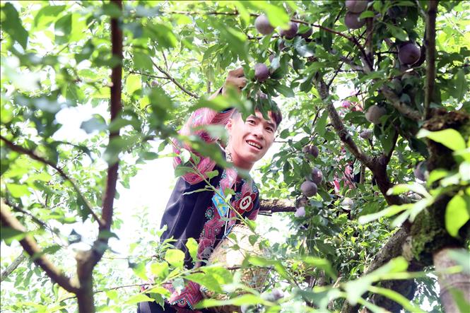 Thi hái mận tại ngày hội. Ảnh: Quang Quyết-TTXVN