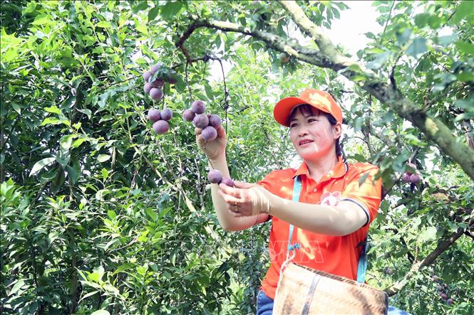 Thi hái mận tại ngày hội. Ảnh: Quang Quyết-TTXVN