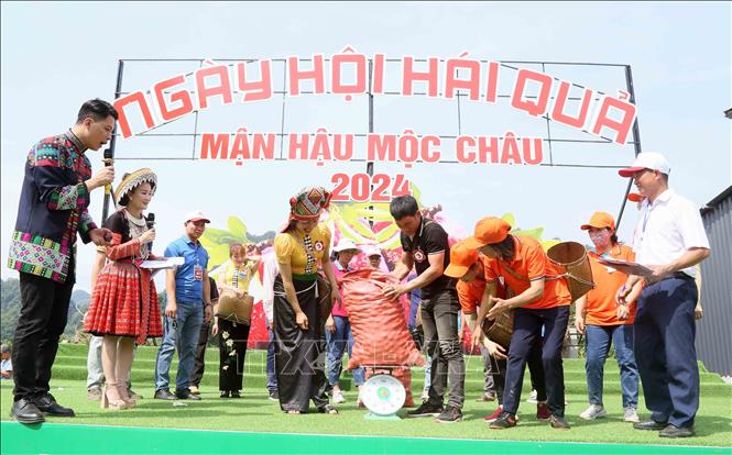 Các đội cân mận tại phần thi hái quả. Ảnh: Quang Quyết-TTXVN