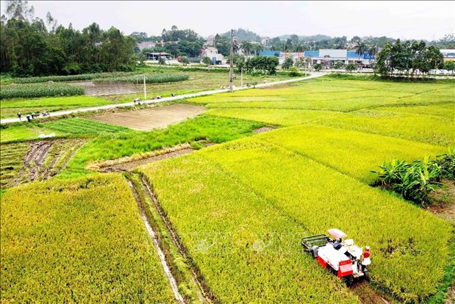 Thu hoạch lúa Đông Xuân 2023-2024 tại thị trấn Kim Long. Ảnh: Hoàng Hùng -TTXVN