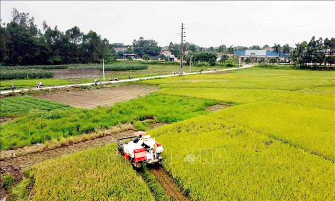 Thu hoạch lúa Đông Xuân 2023-2024 tại thị trấn Kim Long. Ảnh: Hoàng Hùng -TTXVN

