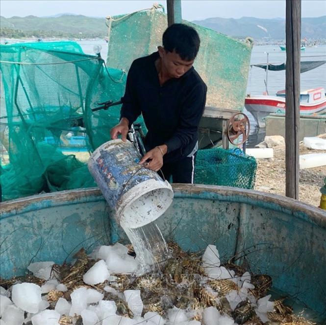 Tôm hùm ở thị xã Sông Cầu (Phú Yên) bị chết hàng loạt. Ảnh: TTXVN phát