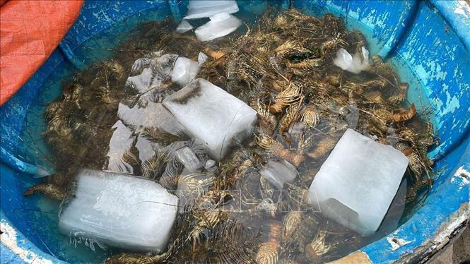 Tôm hùm chết ở thị xã Sông Cầu (Phú Yên) bị chết hàng loạt. Ảnh: TTXVN phát