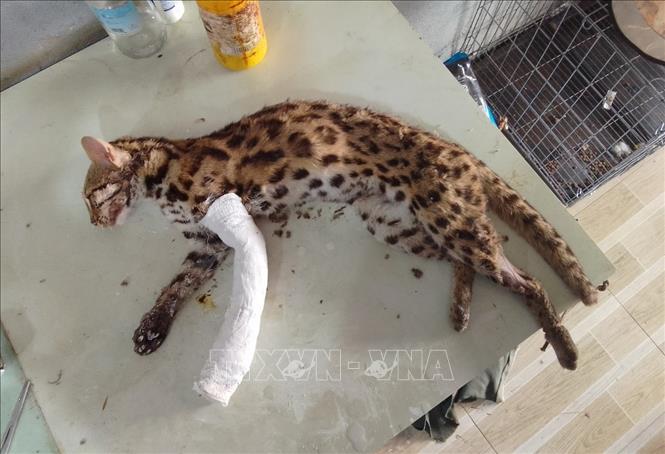 Cá thể Mèo sau khi được anh Kiên cứu chữa. Ảnh: TTXVN phát
