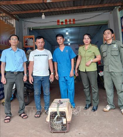 Anh Vi Văn Kiên bàn giao cá thể Mèo Báo cho lực lượng chức năng. Ảnh: TTXVN phát
