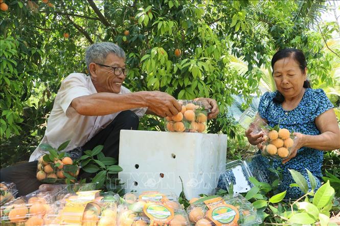 Ông Huỳnh Văn Cập, xã Đông Thành, thị xã Bình Minh (Vĩnh Long) cùng gia đình thu hoạch thanh trà nghịch vụ. Ảnh: Lê Thúy Hằng - TTXVN
