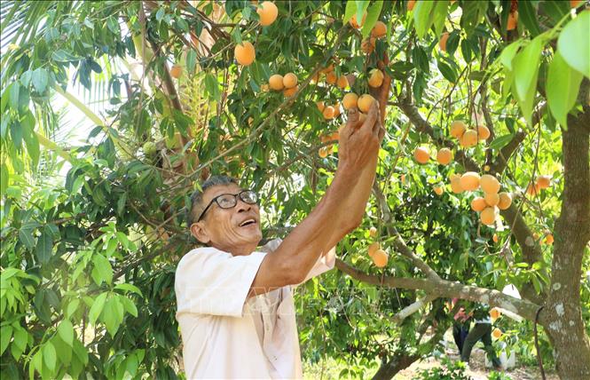 Ông Huỳnh Văn Cập thu hoạch thanh trà nghịch vụ. Ảnh: Lê Thúy Hằng - TTXVN