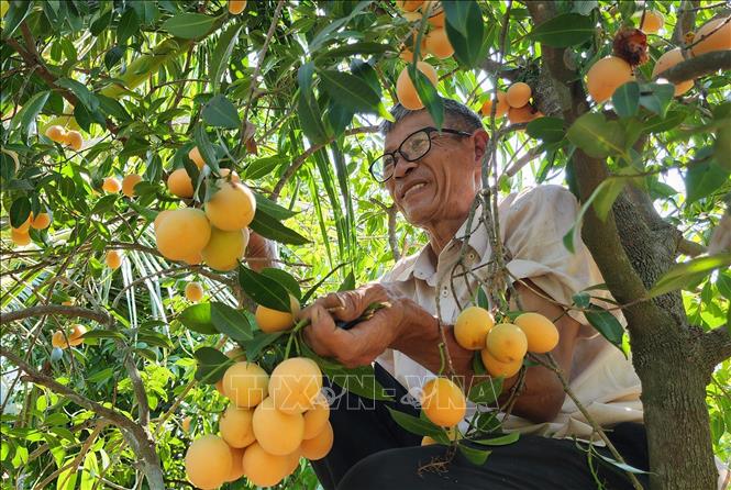 Ông Huỳnh Văn Cập thu hoạch thanh trà nghịch vụ. Ảnh: Lê Thúy Hằng - TTXVN