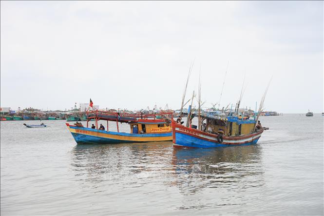 Fishing boats anchor in Doc River port, Tran Van Thoi district. VNA Photo: Hồng Đạt
