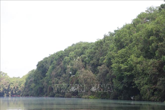 Một góc Khu Bảo tồn và Du lịch sinh thái Đồng Tháp Mười, xã Thạnh Tân (Tân Phước, Tiền Giang). Ảnh: Minh Trí - TTXVN