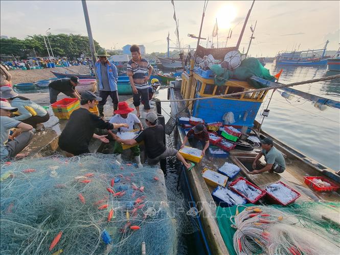 Ngư dân vận chuyển cá từ khoang thuyền lên bờ đưa đi tiêu thụ tại cảng cá Mỹ Tân, xã Thanh Hải (Ninh Hải, Ninh Thuận). Ảnh: Nguyễn Thành – TTXVN