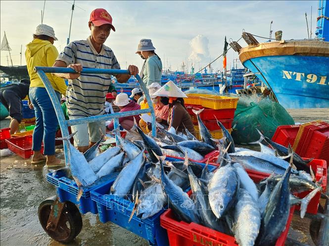 Ngư dân vận chuyển cá đưa đi tiêu thụ tại cảng cá Mỹ Tân, xã Thanh Hải (Ninh Hải, Ninh Thuận). Ảnh: Nguyễn Thành – TTXVN
