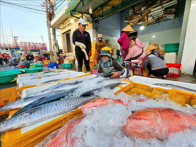 Các loại cá biển được bày bán tại cảng cá Đông Hải (thành phố Phan Rang – Tháp Chàm, Ninh Thuận). Ảnh: Nguyễn Thành – TTXVN