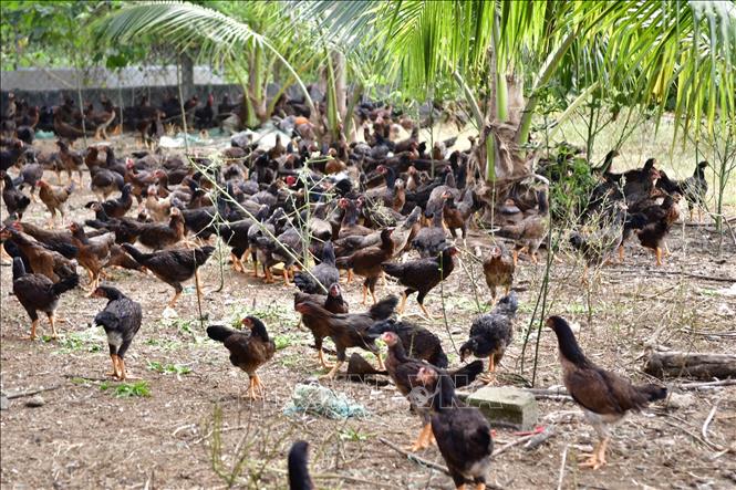 Mô hình nuôi gà bán công nghiệp kết hợp thả vườn tại Khánh Hòa. Ảnh: TTXVN phát