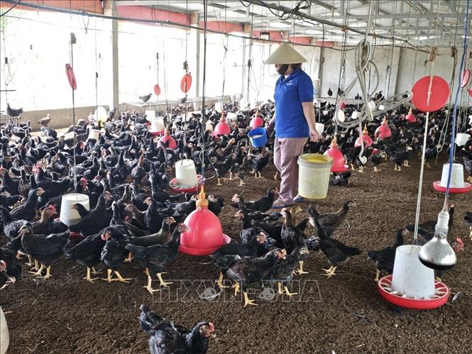 Trang trại gà tại Khánh Hòa. Ảnh: TTXVN phát