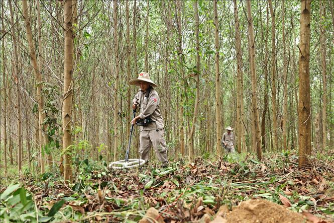 Đội rà phá, bom mìn BAC4 (PeaceTrees Quảng Trị) triển khai, làm sạch những diện tích đất đồi tại huyện Đakrông, đem lại đất sản xuất cho nhân dân. Ảnh: Minh Đức – TTXVN 

