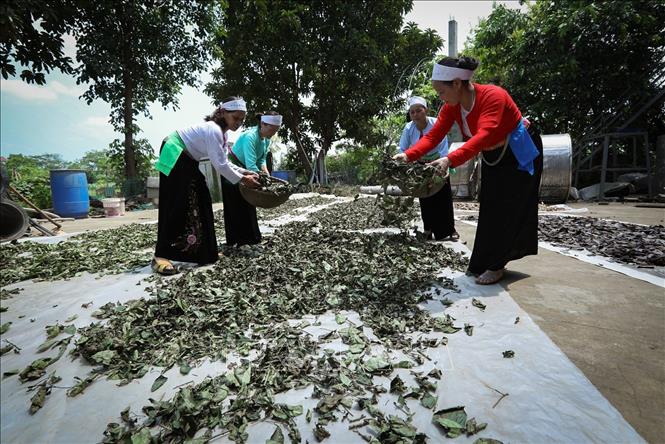Các thành viên Hợp tác xã Yên Trị phơi lá xạ đen. Ảnh: Trọng Đạt - TTXVN 