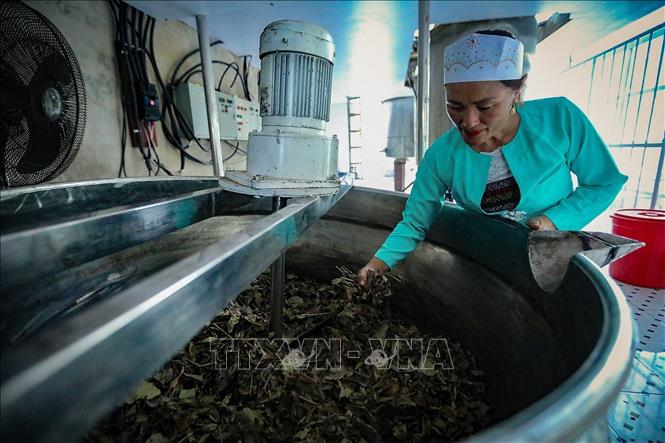 Cây lá xạ đen sau khi phơi khô, rửa sạch được đưa vào dây chuyền nấu cao bằng điện. Ảnh: Trọng Đạt - TTXVN 